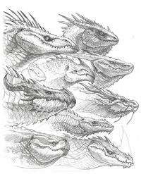 ArtStation - Dragon Head Sketches, John Tedrick