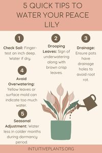 Keep your Peace Lily hydrated and healthy with these five essential tips! Learn how to water your Peace Lily correctly with our infographics. Save and pin now to keep this valuable information at your fingertips.