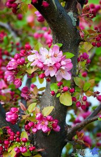 Flowering Crabapple Tree