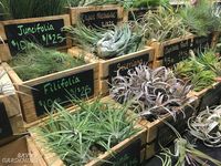 Air Plant Care: How to Tend, Fertilize, and Water Tillandsia