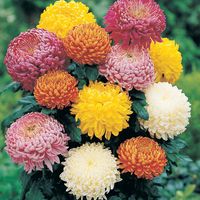 November's birth flower is the chrysanthemum. A red chrysanthemum means "I love you;" a white chrysanthemum means innocence, purity, and pure love; a yellow chrysanthemum means slighted love.