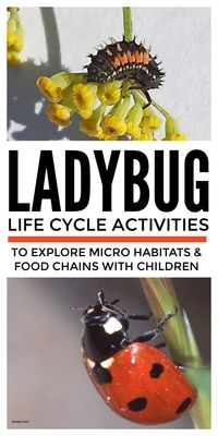 Explore with kids the amazing metamorphosis in the ladybug life cycle plus cool features of the ladybird food chain and micro habitats. Use these activities suitable from preschool and kindergarten to middle school and KS2 to think about the differences in the life cycles of mammals, amphibians and birds as well as insects and to really understand the life process of reproduction. #ladybugactivities #ladybuglifecycle #lifecycles #lifecycleactivities #lifecycleprojects #ladybirds #metamorphosis #