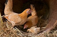 Nankin Bantam Hens with chicks at Colonial Williamsburg. (Photo by David M. Doody)