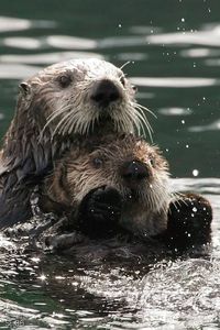 Sea Otters in Kachemak Bay by Aleutian Fox