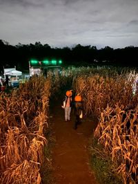 Corn mazes are considered cool because they offer a unique blend of outdoor adventure, puzzle-solving, and seasonal charm. These intricate, winding mazes cut into towering cornfields are a testament to human creativity and design, providing an entertaining challenge for visitors of all ages. Navigating through a corn maze encourages teamwork and exploration, making it a fantastic family or group activity.