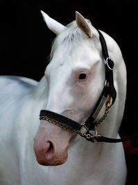 colt | USA | 2007 | by Painting Freedom out of Mesa Queen #thoroughbred #colt #dominantwhite #colouredthoroughbred #whitethoroughbred