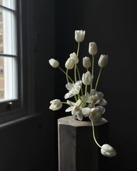 Leigh Chappell on Instagram: "Little beings with lives of their own….. . . . . . #tulips #white #movements #darkdays"