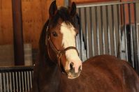 mare | USA | 2004 | by Airdrie Apache out of Buffina #thoroughbred #mare #dominantwhite #colouredthoroughbred #flashymarkings