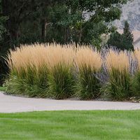 Elegant Solution for Garden Problem Areas Why Karl Foerster Grass? If you have a damp spot to fill or a narrow gap in your garden, Karl Foerster Grass is a tall and elegant plant to do the job. This ornamental grass will stay compact but it reaches for the sky with elegant plumes of feathery flowers. You'll get multi-seasonal interest with this towering grass.Get vertical in your garden! Every landscape needs highs and lows to be visually interesting. Karl Foerster grass can definitely provide h