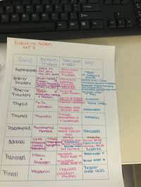 Endocrine System