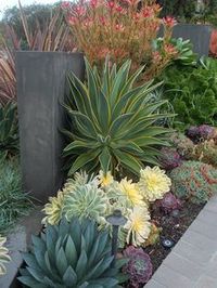 Slideshow « California Friendly Design Ideas | Roger's Gardens