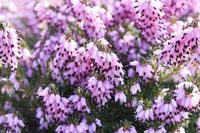 An excellent performer, award-winning Erica x darleyensis 'Furzey' (Winter Heath) is a vigorous, bushy shrub with clouds of lilac-pink flowers, darkening to heliotrope as they mature.