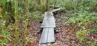 Neusiok Trail: The Beautiful Board Walk Hike In North Carolina That's The Most Unique Around