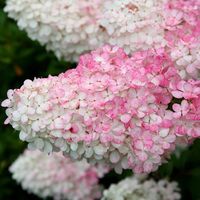 Buy hydrangea Hydrangea paniculata Vanille Fraise ('Renhy') (PBR): £16.49 Delivery by Crocus