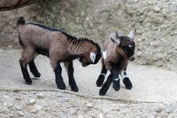 Awww goatys