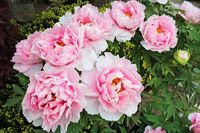 How to Prune Peonies for Stunning Blooms Next Spring