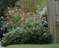 Flowers in the North Florida Landscape