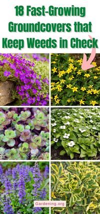 18 Fast-Growing Groundcovers that Keep Weeds in Check