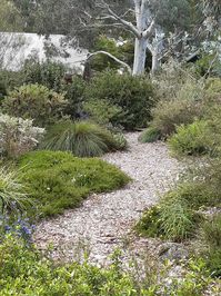 Creating serenity in a native garden - Australian Native Plants Society (Australia)