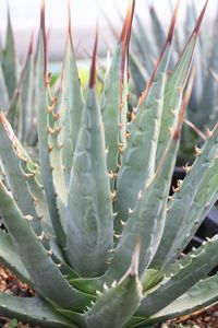 AG005: Agave utahensis v. kaibabensis – COLDHARDYCACTUS