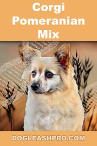 Corgi Pomeranian Mix: Complete Guide, Corgi Pomeranian Mix Puppies, Corgi Pomeranian, Corgi Pompis, Pom Corgi, Pom Mix Corgi, Pomeranian Corgi, Pomeranian Corgi Mix Puppies, Pomeranian Corgi Puppy, Corgi and Pomeranian, Corgi X Pomeranian, Corgi Mixed with Pomeranian, Corgi Mix Breeds Pomeranian, Corgi Cross Pomeranian, Corgi Pomeranian Mix Puppy, Half Corgi Half Pomeranian, Puppies, puppy, cute puppies, tiny puppies, cute puppy, tiny puppy