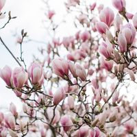 saucer magnolia not in bloom - Google Search