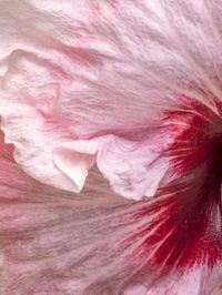 size: 12x9in Photographic Print: USA, Pennsylvania. Close-up of a hibiscus flower. by Julie Eggers : For Julie Eggers, the world is a goldmine filled with rich veins of wildlife, architecture, landscapes and plants. A former investment banker, Eggers has been shooting for 15 years, traveling throughout the United States, Canada, Europe, Mexico and the Caribbean in pursuit of spectacular photographs. Eggers’ work has been published in numerous nature and wildlife calendars, including Inner Reflec