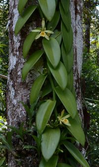 Vanilla Orchid | The Canopy Family