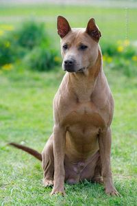 Dog Breed ➡️ Thai Ridgeback SHOWLINE MELIN'S Fernando  Owner Sophia Melnikova Live in RUSSIA 2024 #thairidgeback #arispedigree