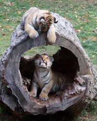 The Siberian tiger (Panthera tigris altaica), also known as the Amur tiger, is the largest of tiger subspecies. Wild Siberian tigers are found in the Primosky and Khabarovski Krais areas of the Russian Far East, with another small population of about 35 occurring on the Russia-China border. They can weigh up to 660 pounds with males growing up to more than 10.5 ft from head to tail. This photo shows brother Siberian tiger cubs playing hide and seek. (Helen E. Grose - Dreamstime)