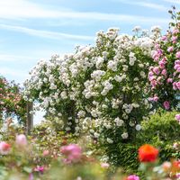 White climbing rose 'Iceberg' romping away and filling the available space. Very floriferous throughout season.