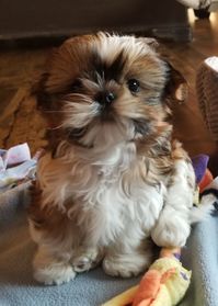 Edgar from Glory Ridge Shih-tzu #shihtzu