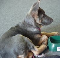 Blue And Tan German shepherd - Google Search