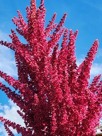 Red Garnet Amaranth Heirloom Flower & Grain SeedsI started growing amaranth as a food source for my chickens and then fell in love with how showy the blooms are. This variety can get as tall as 6 ft, produces large fluffy crimson red blooms that can be used in floral arrangements, on top of burgundy foliage. Its rather striking in the garden among other plants. It's seeds are edible, gluten free, and can be used as a grain source or to make flower. Others use the seed as a high protein sprouting