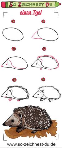 Igel zeichnen leicht gemacht - in nur wenigen Schritten zum putzigen Säugetier. Schnapp' dir deine Stifte und los geht's!  #Igel #Zeichenschule #Sozeichnestdu #Zeichnenlernen #Zeichnen