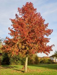 Festival American Sweetgum

A deciduous tree with a narrow, pyramidal growth habit. Green leaves are lobed and maple-like. Foliage turns shades of yellow, orange, pink and red in fall. Seedpods look like spiky spheres.

USDA zones: 6 - 10
Sunset zones: 3 - 9, 14 - 24
Mature size: 40 - 60 feet high and 20 - 25 feet wide
Light needs: full sun
Water needs: moderate to regular water