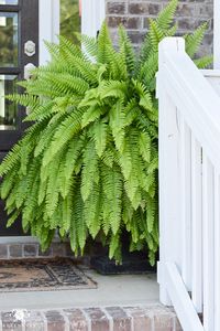 huge front porch ferns in black urns on either side of door