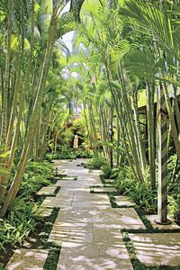 Garden Path And Palm Trees Art Print by Mary E. Nichols. All prints are professionally printed, packaged, and shipped within 3 - 4 business days. Choose from multiple sizes and hundreds of frame and mat options.