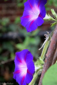 Twin violet morning glory flowers looking especially violet on an overcast day. | **Follow florjus for beautiful flower photographs, garden guides and general nature love.** | >>Please visit florjus.com for more photos, videos and writing.<< | Morning Glory Flowers | Ipomoea Purpurea | Annual Flowers | Summer Flowers | Autumn Flowers | Garden Flowers | Gardening | Flowers | Vines | Annual Vines | Blue Flowers | Purple Flowers