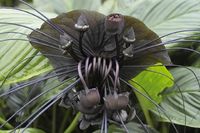 Tacca integrifolia--- bat flower