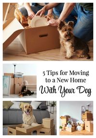 Will you be moving to a new home soon? Make it an easy, stress-free move for both you and your dog with these helpful tips for a successful relocation! Welcome to your new home, sweet dog! via @everydaydogmom