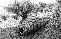 How to Draw (Realistic) Trees with Pen & Ink - Ran Art Blog