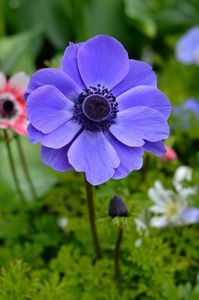 Anemone de Caen Mr. Fokker, also known as poppy-flowered anemone, is a deep violet-blue anemone with a black button-like centre. Hugely popular as a cut flower, they are also a striking addition to borders and beds. Extremely easy to grow, this lovely blue anemone likes a sunny position in warm and dry conditions. Order Anemone de Caen Mr. Fokker from DutchGrown at wholesale prices for Autumn delivery and planting. Height: 20 cm. Bulb size: 8/+ cm. Top Size Bulbs! • Easy To Grow • Popular Cut Fl