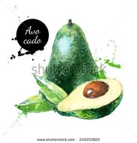 Hand drawn watercolor painting on white background. Vector illustration of fruit avocado - stock vector