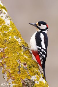 Great Spotted Woodpecker (Dendrocopos major)