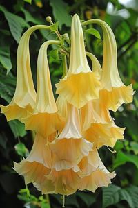 Angel's Trumpet is known for its large, pendulous, trumpet-shaped flowers that emit a heady fragrance at night. These dramatic blooms can be yellow, pink, or white.  Light: Full sun to partial shade. Water: Keep soil consistently moist but not soggy. Soil: Rich, well-drained soil. Temperature: 60-80°F (16-27°C). Humidity: Moderate to high. Fertilizer: Feed bi-weekly with a balanced fertilizer during the growing season.Despite their beauty, remember that all parts of this plant are toxic if ingested.  #flowers #houseplants #AngelsTrumpet #garden #plants