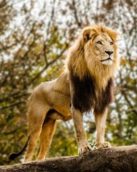 Male lion looking out atop rocky outcrop by Robert Hainer on 500px