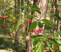 Eastern Wahoo | Eastern wahoo, Euonymus atropurpureus | Flickr - Photo Sharing! On my wish list-Prairie Moon Nursery