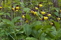 Cypripedium calceolus