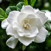 Frost Proof Gardenia